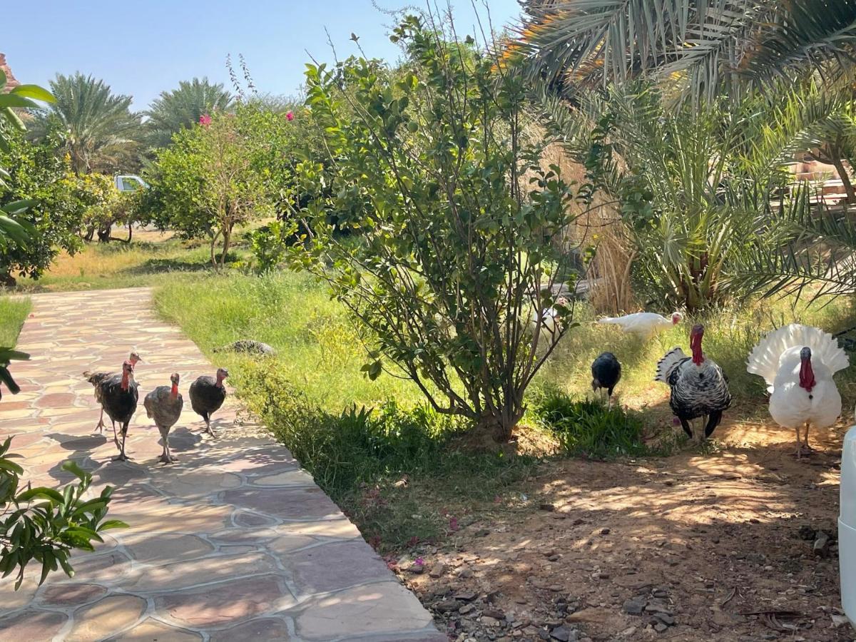 Rural Tents Naseem الخيمةالريفيةalouzaib อาลูลา ภายนอก รูปภาพ